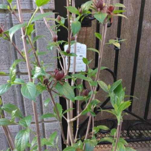 黒ろうばい(黒花蝋梅)】茶花としても風格あり 90cm超えの大苗