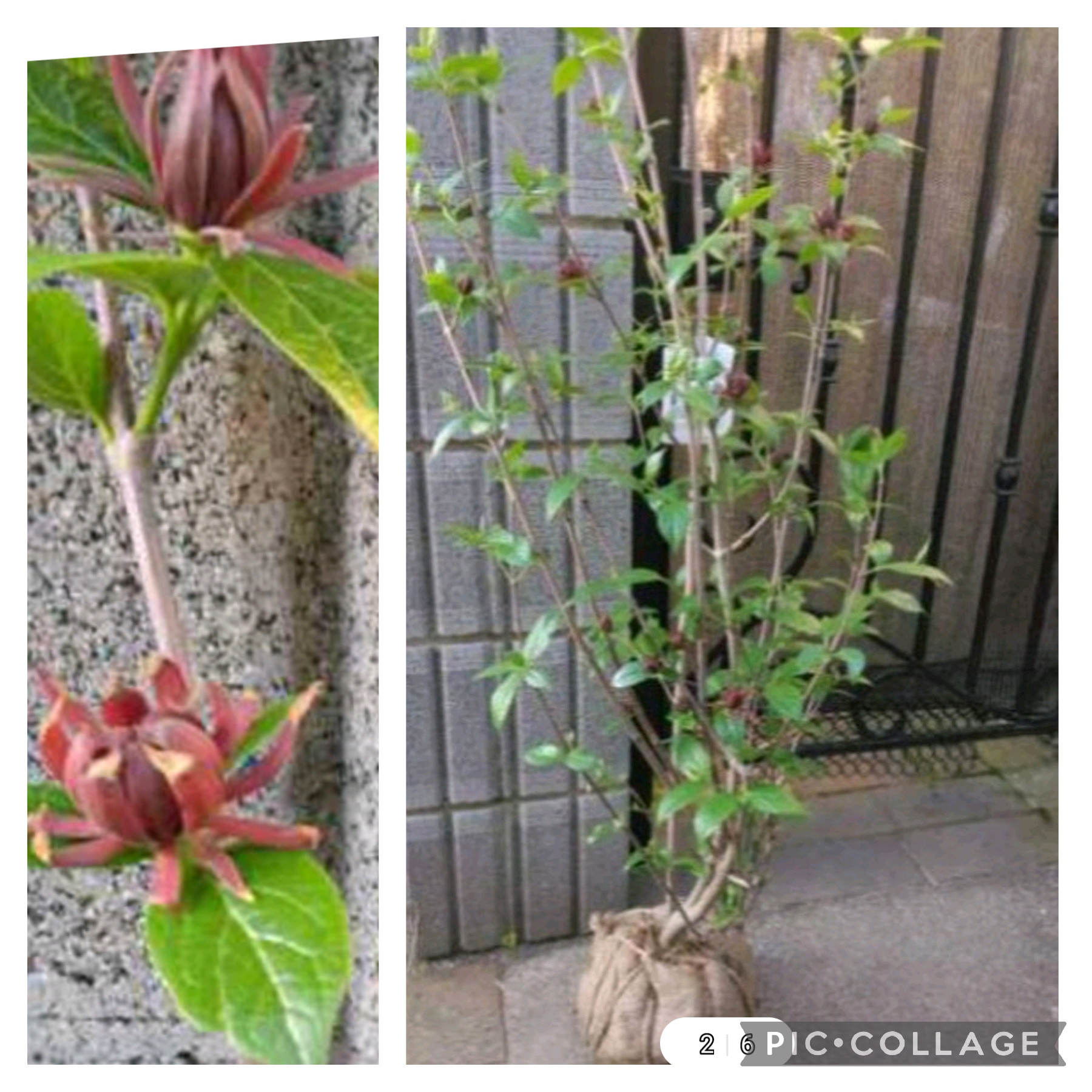 【黒ろうばい(黒花蝋梅)】茶花としても風格あり 90cm超えの大苗につきある程度カットしてお送りします 一気に庭が華やぐ