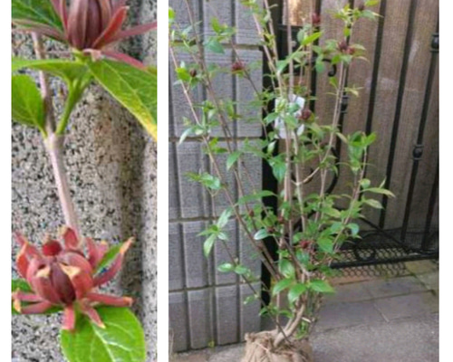 黒ロウバイ 黒花蝋梅　 根付き苗 茶花 黒ろうばい(黒花蝋梅)】茶花としても風格あり 90cm超えの大苗につき