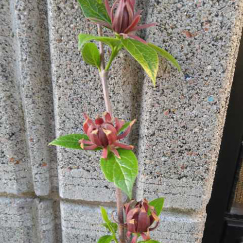黒ろうばい(黒花蝋梅)】茶花としても風格あり 90cm超えの大苗