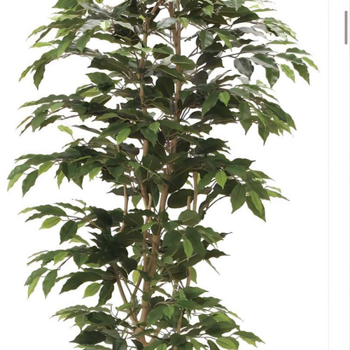 光触媒　人工観葉植物　ウォールグリーン　フェイクグリーン　ベンジャミン1.8d 光触媒 人工観葉植物 ウォールグリーン フェイクグリーン ベンジャミン