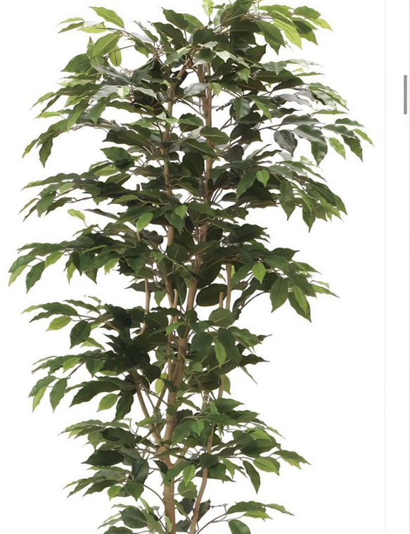 光触媒　人工観葉植物　ウォールグリーン　フェイクグリーン　ベンジャミン1.8jg 5枚目の画像