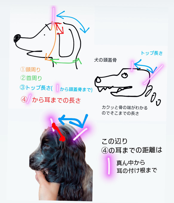 新作‼️ 犬の帽子キャップ　5色　　小型犬4.5kg〜 17枚目の画像