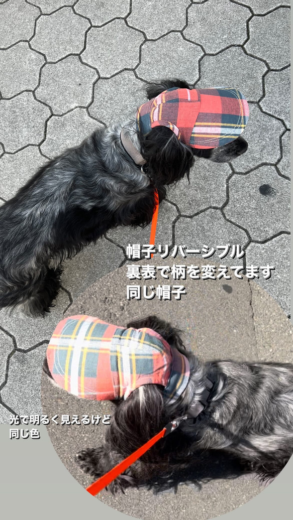 新作‼️ 犬の帽子キャップ　5色　　小型犬4.5kg〜 4枚目の画像