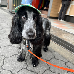 新作‼️ 犬の帽子キャップ　5色　　小型犬4.5kg〜 15枚目の画像