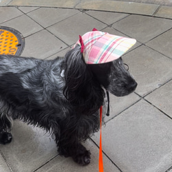 新作‼️ 犬の帽子キャップ　5色　　小型犬4.5kg〜 13枚目の画像