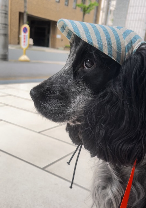 新作‼️ 犬の帽子キャップ　5色　　小型犬4.5kg〜 10枚目の画像