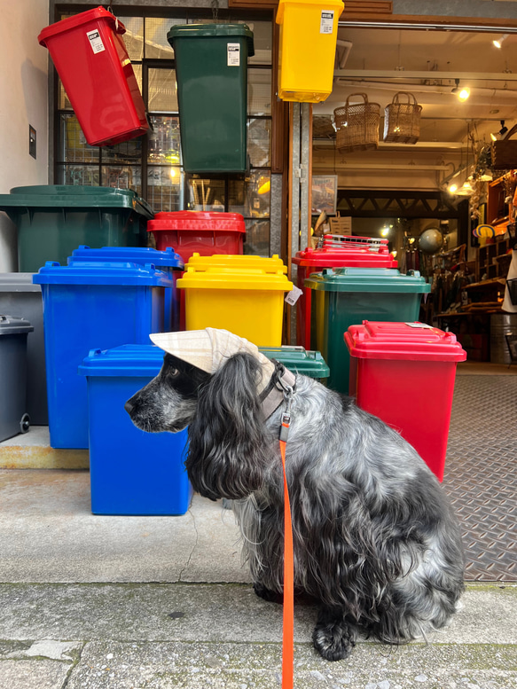 新作‼️ 犬の帽子キャップ　5色　　小型犬4.5kg〜 14枚目の画像