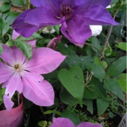 【ドロシートレバー⠀】ジャックマニー系クレマチス  暑さにも強く 新梢の節々に花をつけるとても花付きの良い品種 6枚目の画像