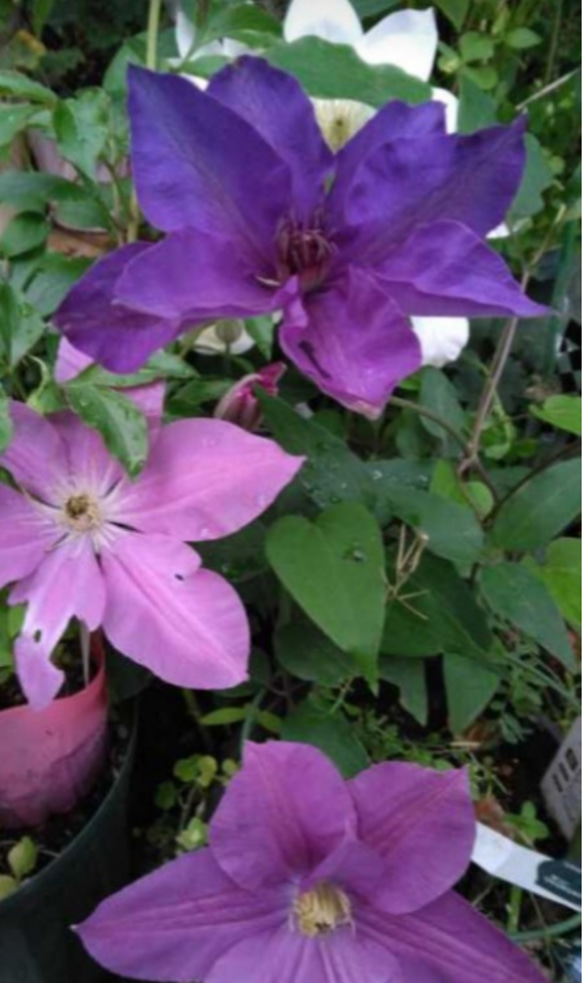 【ドロシートレバー⠀】ジャックマニー系クレマチス  暑さにも強く 新梢の節々に花をつけるとても花付きの良い品種 6枚目の画像