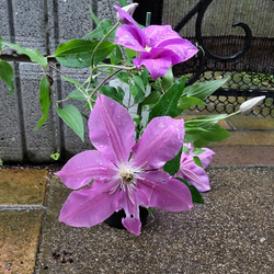 【ドロシートレバー⠀】ジャックマニー系クレマチス  暑さにも強く 新梢の節々に花をつけるとても花付きの良い品種 4枚目の画像