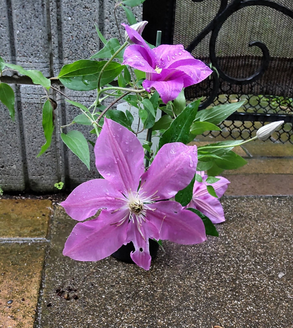 【ドロシートレバー⠀】ジャックマニー系クレマチス  暑さにも強く 新梢の節々に花をつけるとても花付きの良い品種 4枚目の画像