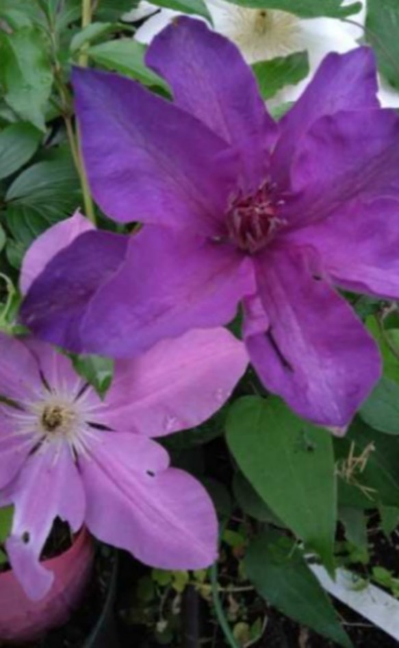 【ドロシートレバー⠀】ジャックマニー系クレマチス  暑さにも強く 新梢の節々に花をつけるとても花付きの良い品種 7枚目の画像