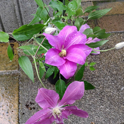 【ドロシートレバー⠀】ジャックマニー系クレマチス  暑さにも強く 新梢の節々に花をつけるとても花付きの良い品種 1枚目の画像