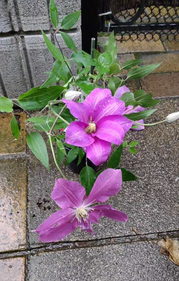 【ドロシートレバー⠀】ジャックマニー系クレマチス  暑さにも強く 新梢の節々に花をつけるとても花付きの良い品種 1枚目の画像