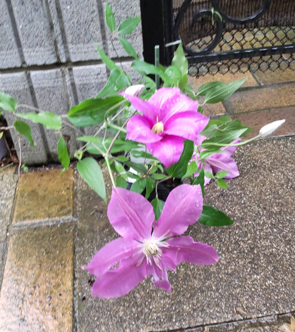 【ドロシートレバー⠀】ジャックマニー系クレマチス  暑さにも強く 新梢の節々に花をつけるとても花付きの良い品種 3枚目の画像