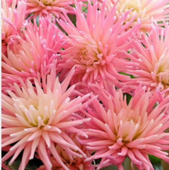 【スターズレディ】細い筒状の花びらが特徴的なセミカクタス咲の美しいダリア 1枚目の画像