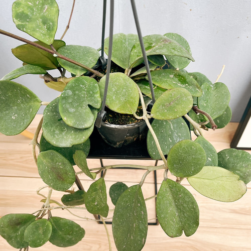 現品］【希少】ホヤ オボバタ 4号 観葉植物 レア 蔓性 かわいい 珍しい