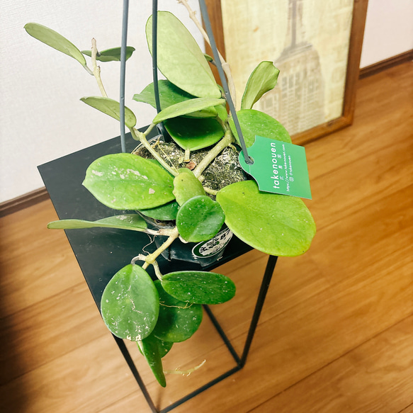 ［現品］【希少】ホヤ　オボバタ　4号　観葉植物　レア　蔓性　かわいい　珍しい　多肉質の葉　ハンギング　吊り鉢　 2枚目の画像