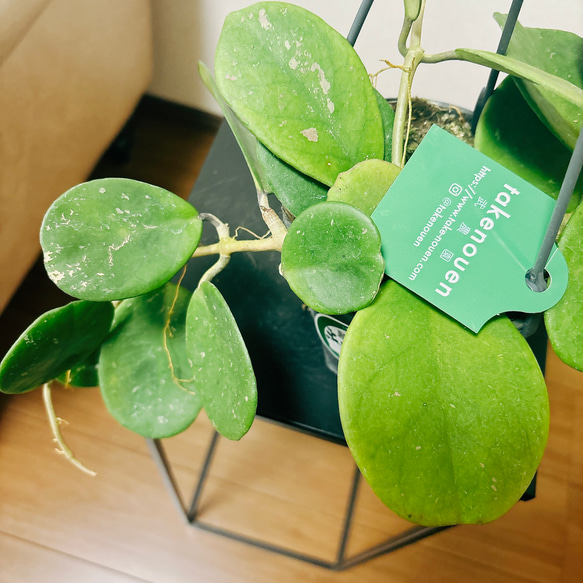 ［現品］【希少】ホヤ　オボバタ　4号　観葉植物　レア　蔓性　かわいい　珍しい　多肉質の葉　ハンギング　吊り鉢　 6枚目の画像