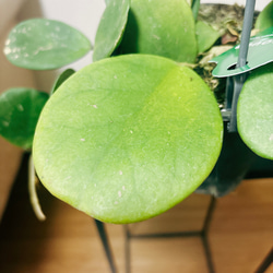 ［現品］【希少】ホヤ　オボバタ　4号　観葉植物　レア　蔓性　かわいい　珍しい　多肉質の葉　ハンギング　吊り鉢　 10枚目の画像