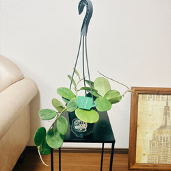 ［現品］【希少】ホヤ　オボバタ　4号　観葉植物　レア　蔓性　かわいい　珍しい　多肉質の葉　ハンギング　吊り鉢　 9枚目の画像