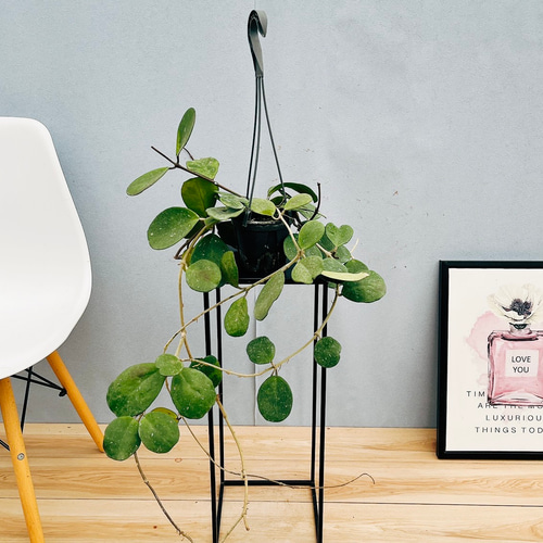 現品］【希少】ホヤ オボバタ 4号 観葉植物 レア 蔓性 かわいい