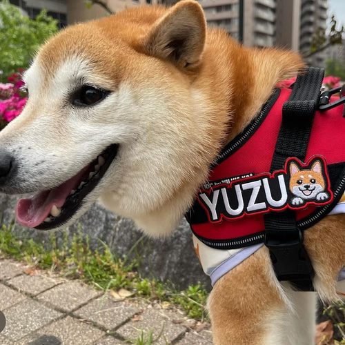 再販⭐︎のぞきわんこ 愛犬 ネームワッペン 刺繍 julius-k9 再販⭐︎のぞきわんこ 愛犬 ネームワッペン 刺繍 julius-k9