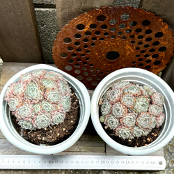 ボール型仕立て　メキシコミニマ　大株群生　韓国苗　エケベリア　多肉植物 2枚目の画像