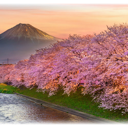 【壁掛け Lサイズ オーダー無料】富士山 さくら 桜 渓流 景色 写真 日本風景 照明 看板 置物 雑貨 ライトBOX 6枚目の画像