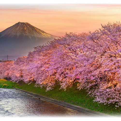 壁掛け Lサイズ オーダー無料】富士山 さくら 桜 渓流 景色 写真