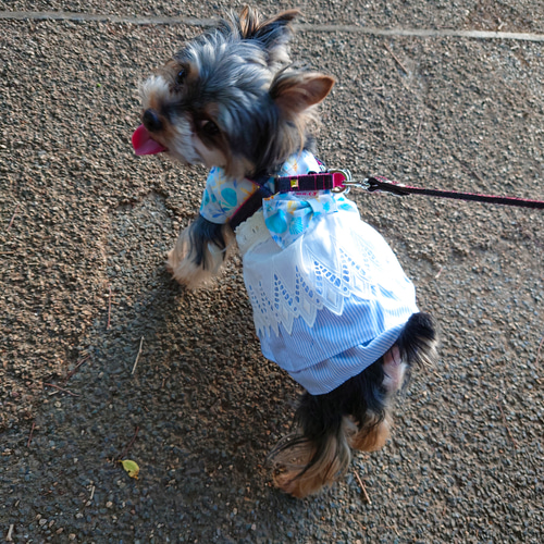 着せやすい犬服♪貝殻模様の二段フリルワンピース♪オーダー