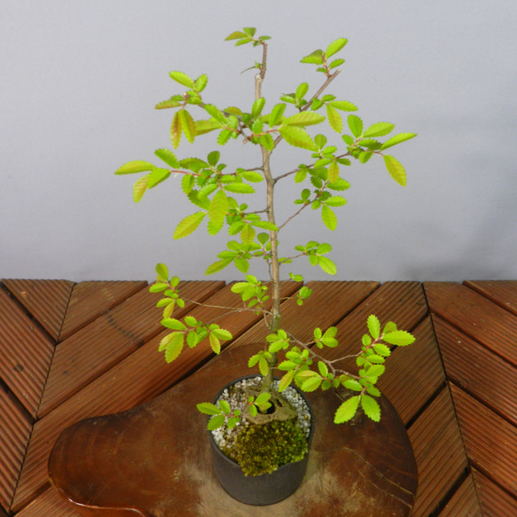 小品盆栽 楡欅 ニレケヤキ 【公式通販】