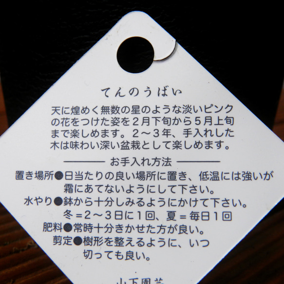 ★ENGEI ichioki★天皇梅・てんのうばい懸崖作り・鉢花01◆花はそろそろ終わります◆ 10枚目の画像