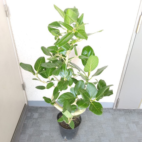 現品】フィカス【ベンガレンシス曲がり】ゴムの木 観葉植物 樹形