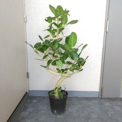 現品】フィカス【ベンガレンシス曲がり】ゴムの木 観葉植物 樹形綺麗