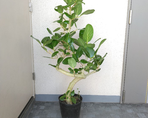 現品　フィカス　ゴムの木　ベリーリーフ　曲がり　　観葉植物　フィカスベリーリーフ 現品 フィカス ゴムの木 ベリーリーフ 曲がり 観葉植物 フィカス