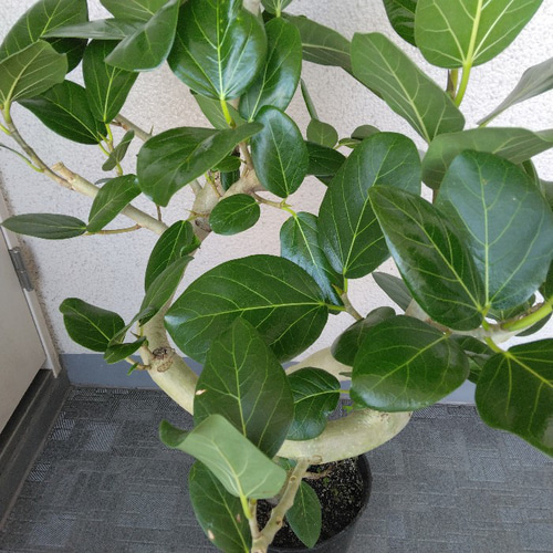 現品】フィカス【ベンガレンシス曲がり】ゴムの木 観葉植物 樹形綺麗