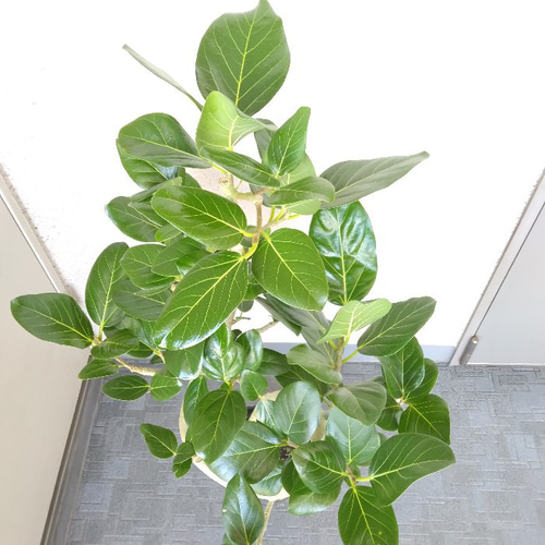 現品】フィカス【ベンガレンシス曲がり】ゴムの木 観葉植物 樹形綺麗