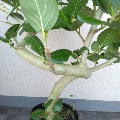 現品】フィカス【ベンガレンシス曲がり】ゴムの木 観葉植物 樹形綺麗