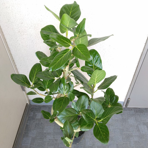 現品】フィカス【ベンガレンシス曲がり】ゴムの木 観葉植物 樹形綺麗