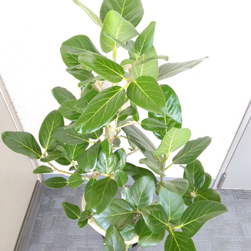 【綺麗な曲がり♥】フィカス ベンガレンシス 曲がり ゴムの木 現品】フィカス【ベンガレンシス曲がり】ゴムの木 観葉植物 樹形