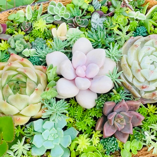 56）売り切れました❤︎ バスケット多肉植物寄せ植え