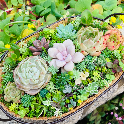 56）売り切れました❤︎ バスケット多肉植物寄せ植え❤︎ そのまま