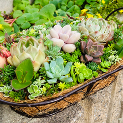 そのまま飾れる多肉植物 ミニ缶 ワイヤーバスケット等 寄せ植え 4点セット 56）売り切れました❤︎ バスケット多肉植物寄せ植え❤︎ そのまま