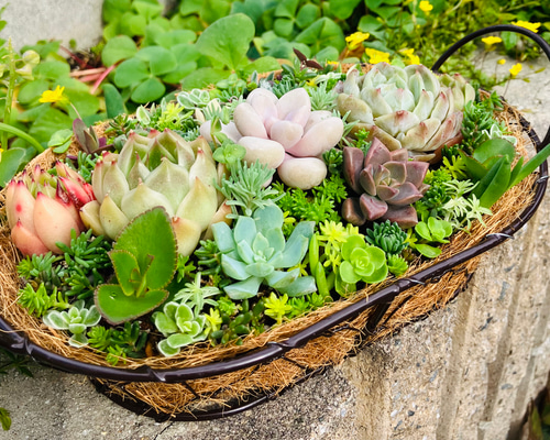 56）売り切れました❤︎ バスケット多肉植物寄せ植え❤︎ そのまま