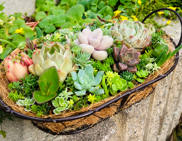 【人気No.1】 56）売り切れました❤︎ バスケット多肉植物寄せ植え その他多肉植物
