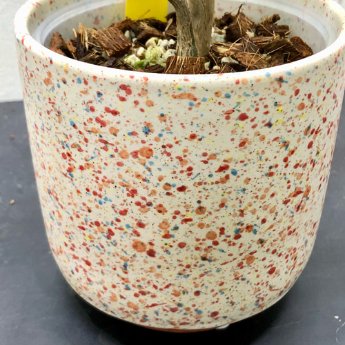 希少 実生 パキラ ミルキーウェイ その他インテリア雑貨 PLANTS