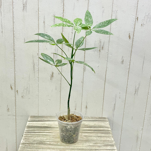 希少 実生 パキラ ミルキーウェイ その他インテリア雑貨 PLANTS SHOP