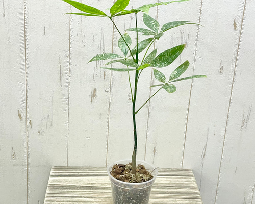 パキラミルキーウェイ！✿❀ 実生8ヶ月！双子ちゃん！❀ パキラミルキーウェイ！✿❀ 実生8ヶ月！双子ちゃん！❀ パキラ